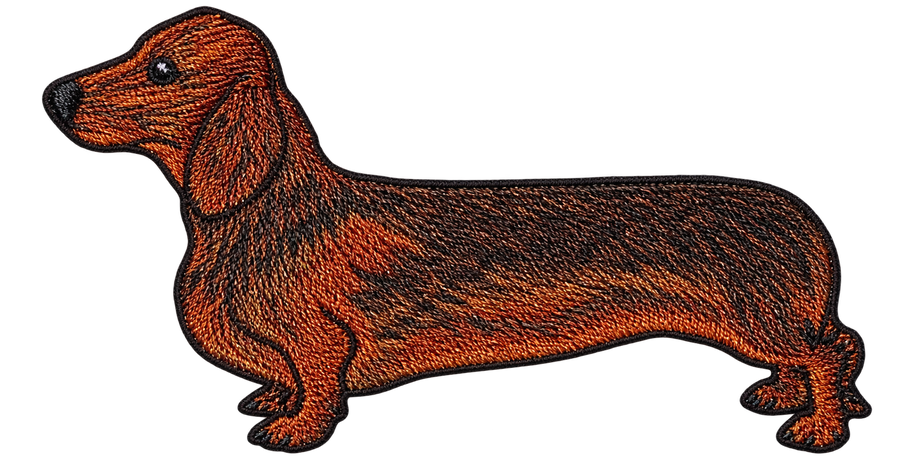 Dachshund